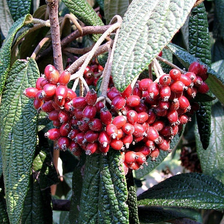 Onde plantar Viburno rhytidophyllum (Viburnum rhytidophyllum)_2