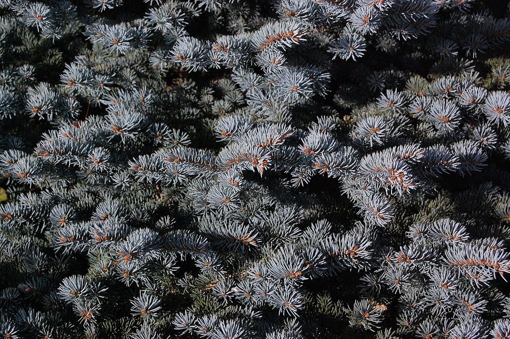 Abeto-azul 'Globosa' (Picea pungens 'Globosa')