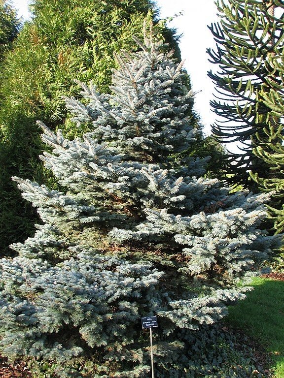 Como plantar Abeto-azul 'Globosa' (Picea pungens 'Globosa')_1