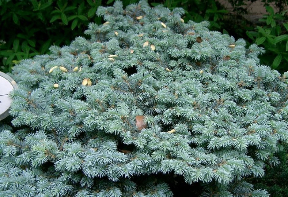 Onde plantar Abeto-azul 'Globosa' (Picea pungens 'Globosa')_2
