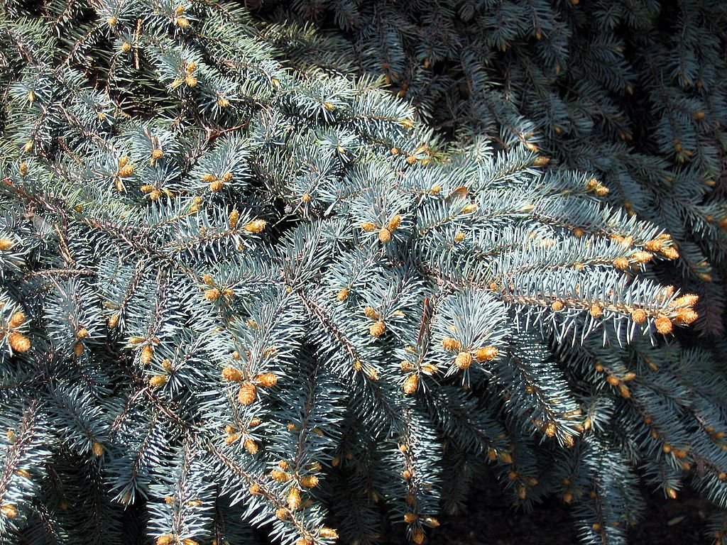 Abeto-azul (Picea pungens)