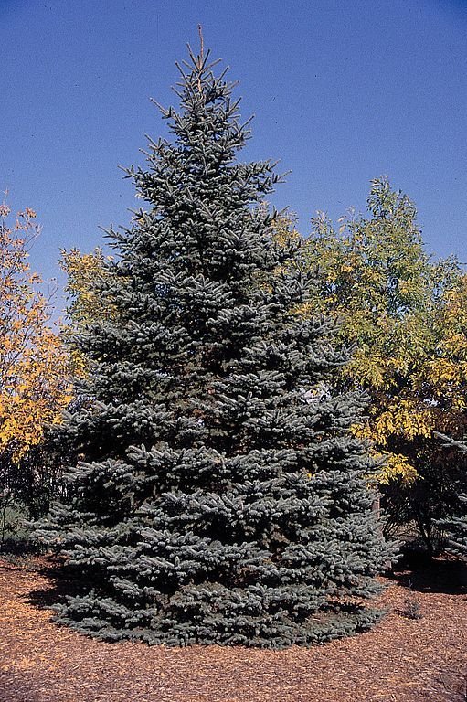Como plantar Abeto-azul (Picea pungens)_1
