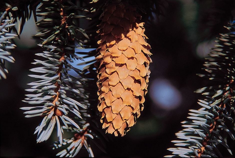 Onde plantar Abeto-azul (Picea pungens)_2