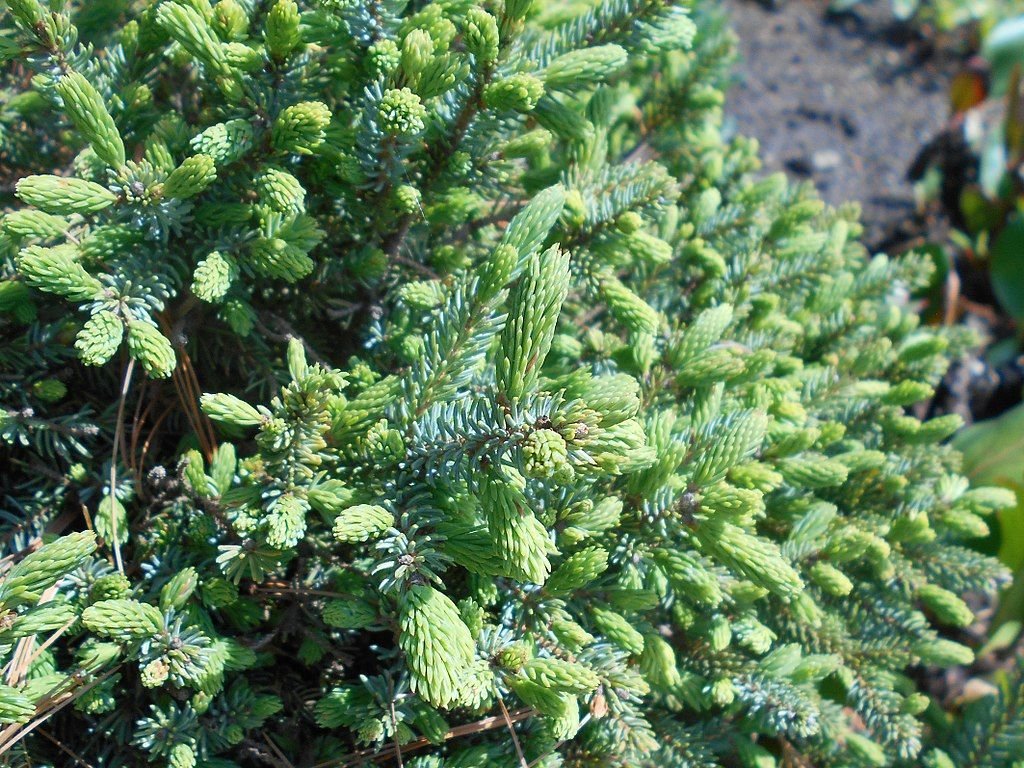 Abeto-branco 'Echiniformis' (Picea glauca 'Echiniformis')