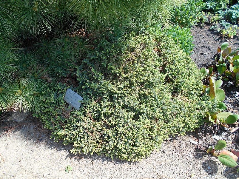Como plantar Abeto-branco 'Echiniformis' (Picea glauca 'Echiniformis')_1