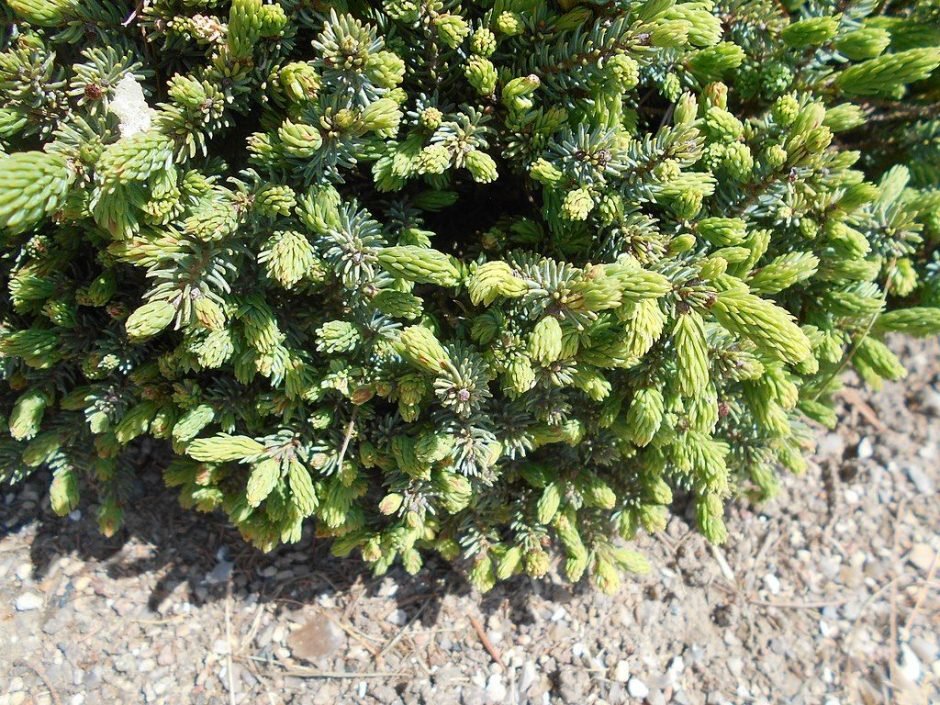 Onde plantar Abeto-branco 'Echiniformis' (Picea glauca 'Echiniformis')_2