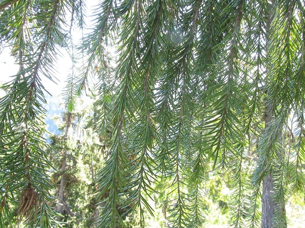 Abeto de Brewer (Picea breweriana)