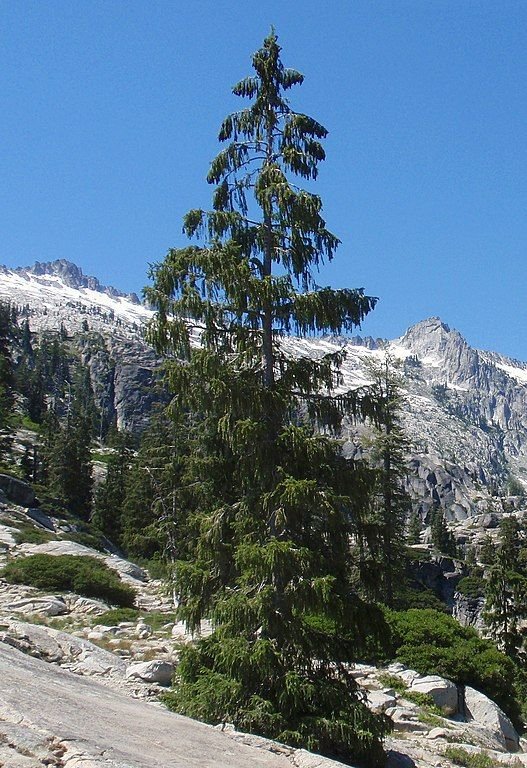 Como plantar Abeto de Brewer (Picea breweriana)_1