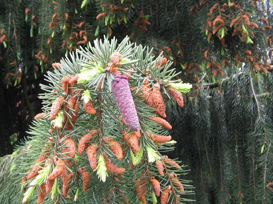 Onde plantar Abeto de Brewer (Picea breweriana)_2