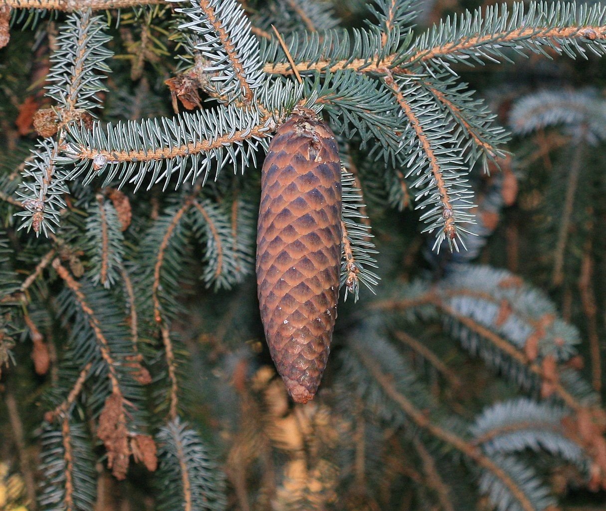 Abeto de Likiang (Picea likiangensis)