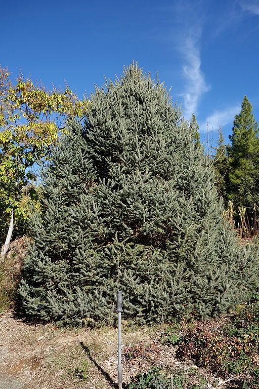 Como plantar Abeto de Likiang (Picea likiangensis)_1