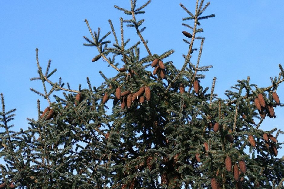 Onde plantar Abeto de Likiang (Picea likiangensis)_2