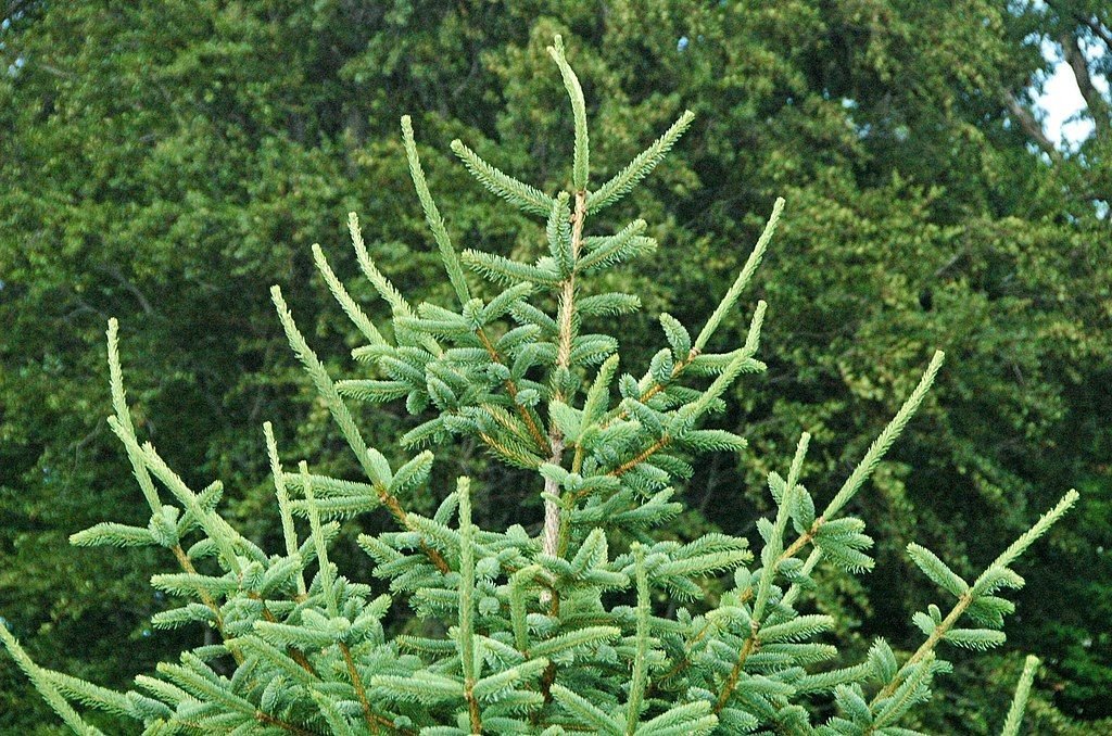 Abeto-dragão (Picea asperata)