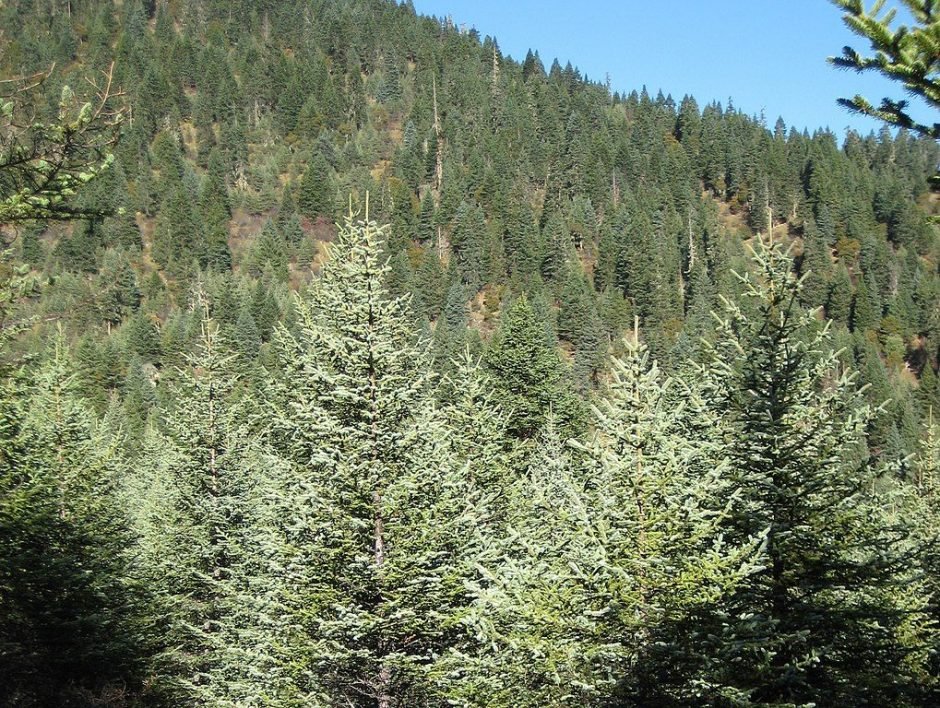 Como plantar Abeto-dragão (Picea asperata)_1