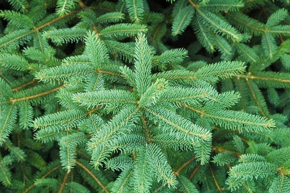 Onde plantar Abeto-dragão (Picea asperata)_2