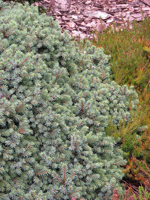 Como plantar Abeto-negro 'Nana' (Picea mariana 'Nana')_1