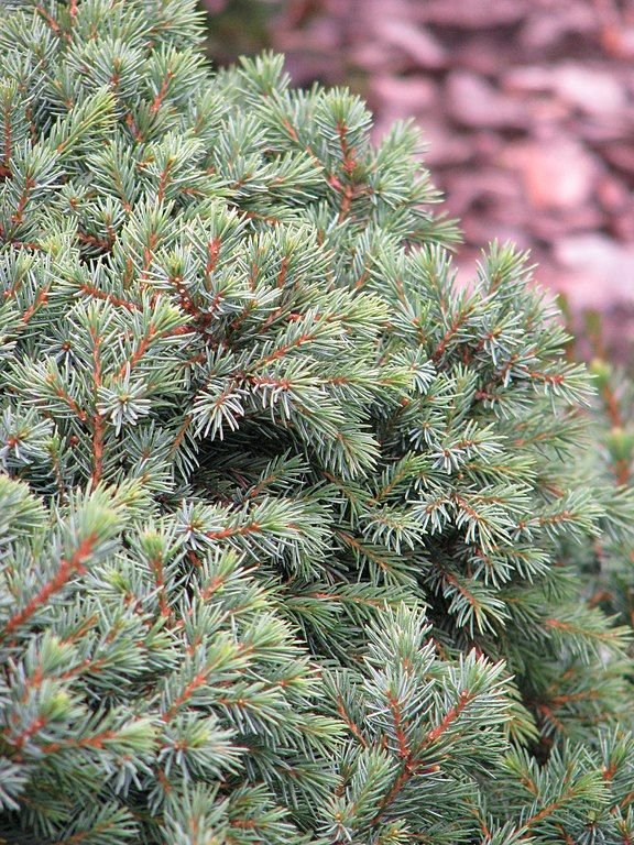 Onde plantar Abeto-negro 'Nana' (Picea mariana 'Nana')_2