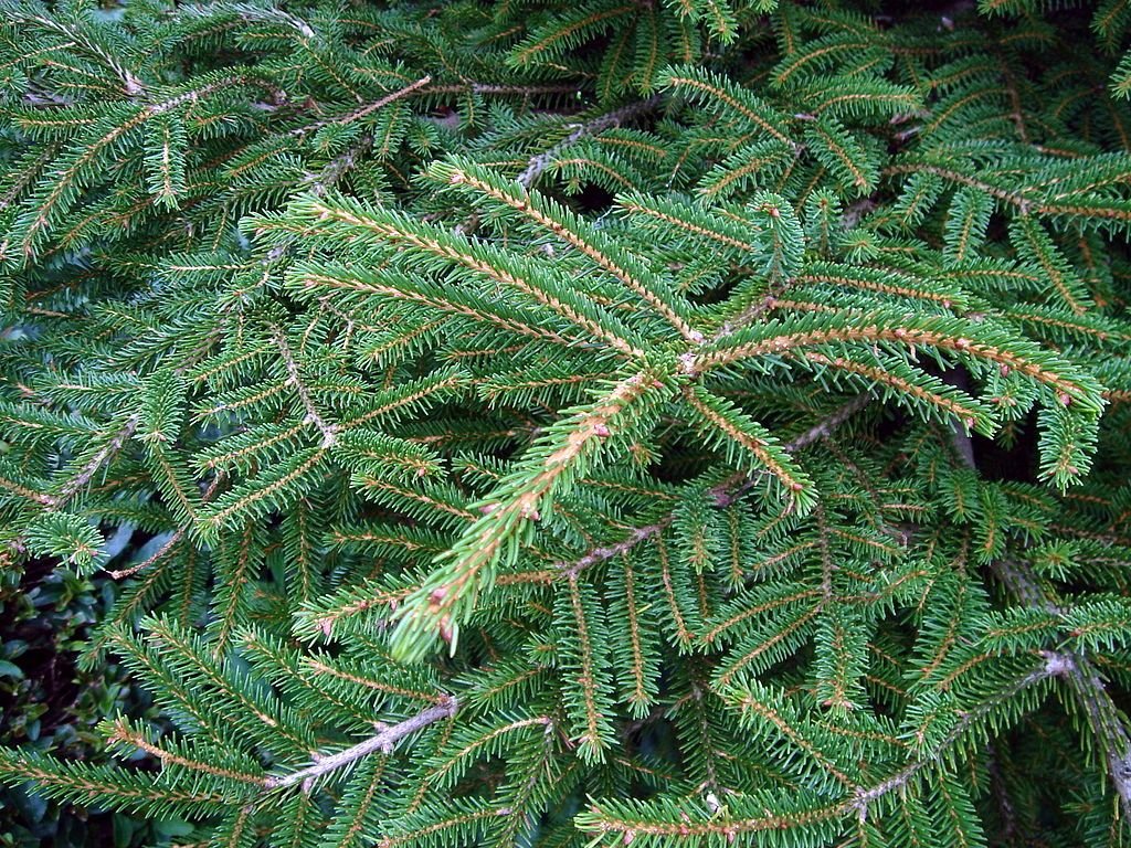 Abeto oriental (Picea orientalis)