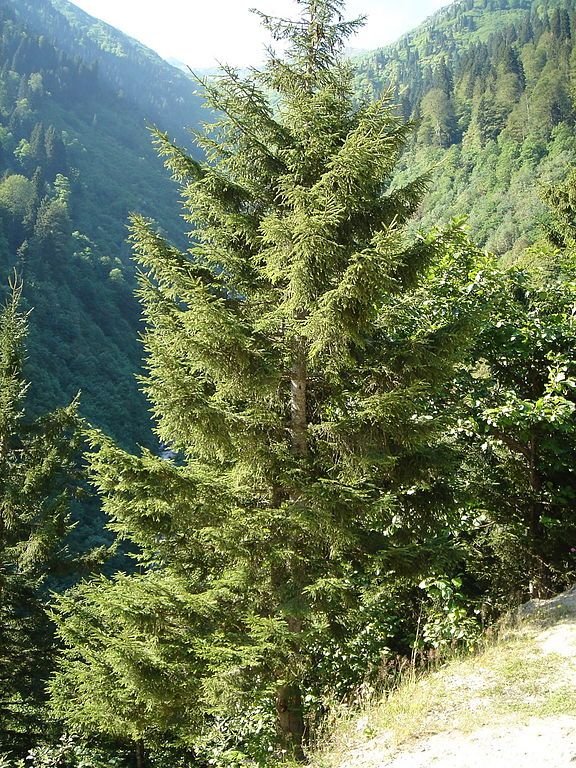 Como plantar Abeto oriental (Picea orientalis)_1