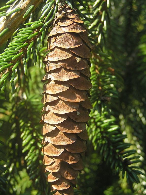 Onde plantar Abeto oriental (Picea orientalis)_2
