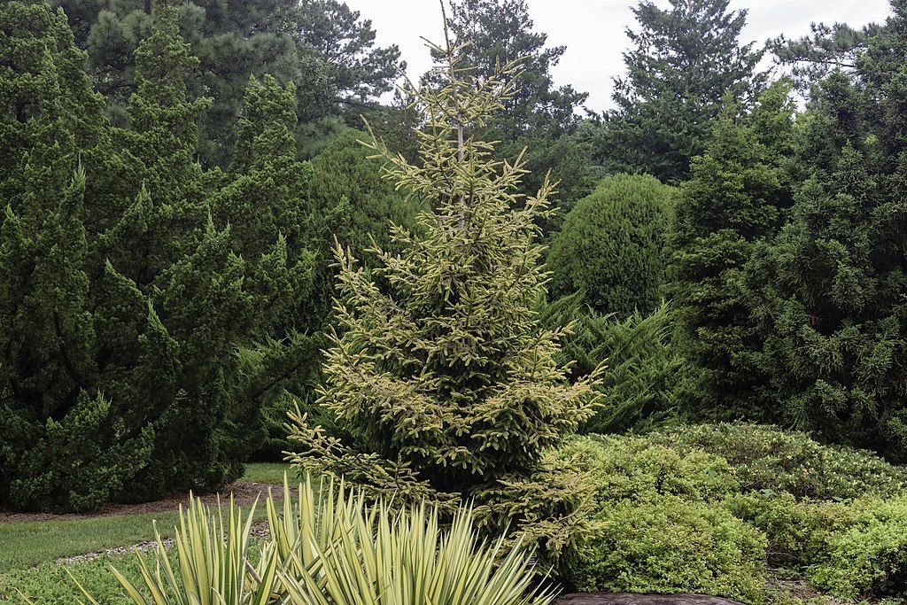 Abeto oriental 'Skylands' (Picea orientalis 'Skylands')