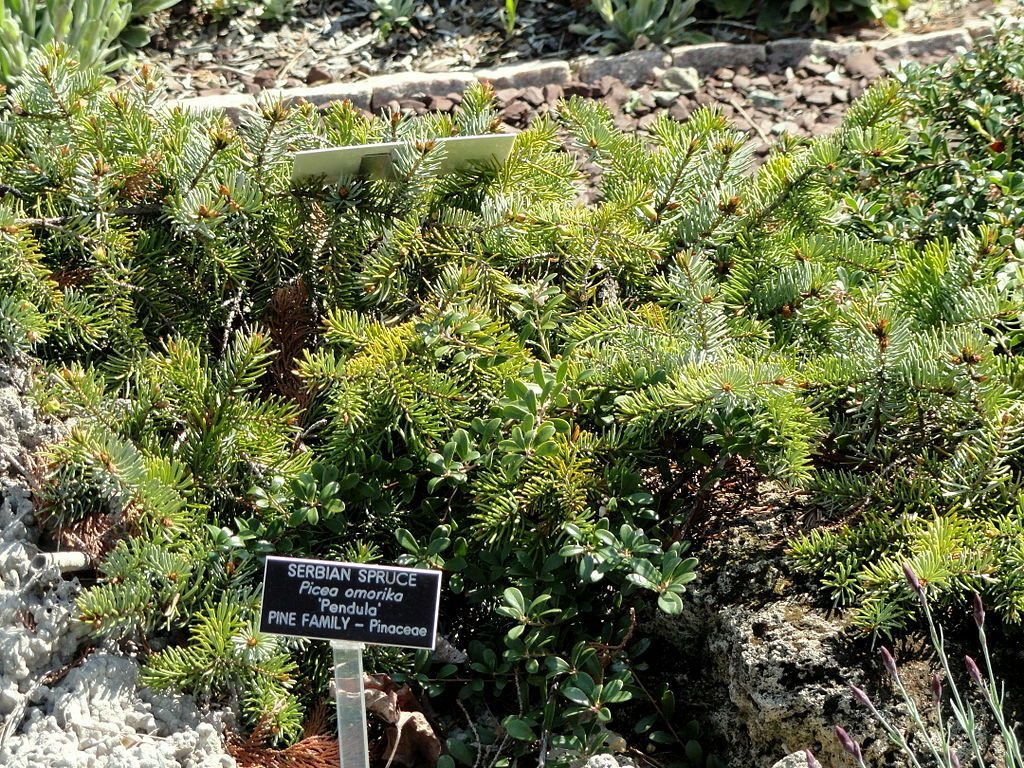 Abeto sérvio 'Pendula' (Picea omorika 'Pendula')