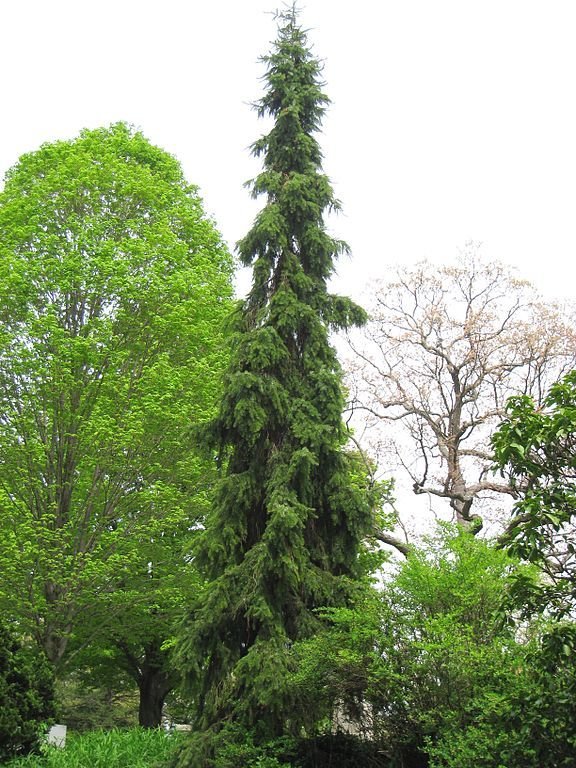 Como plantar Abeto sérvio 'Pendula' (Picea omorika 'Pendula')_1
