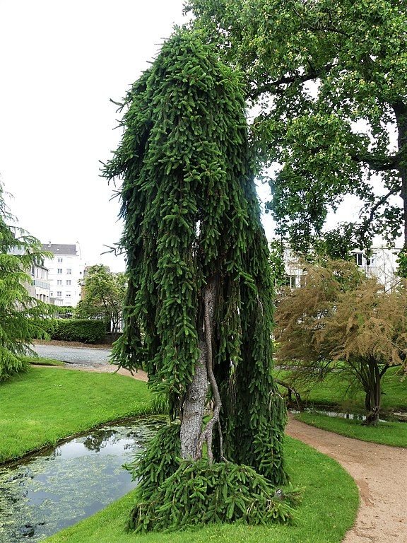 Onde plantar Abeto sérvio 'Pendula' (Picea omorika 'Pendula')_2