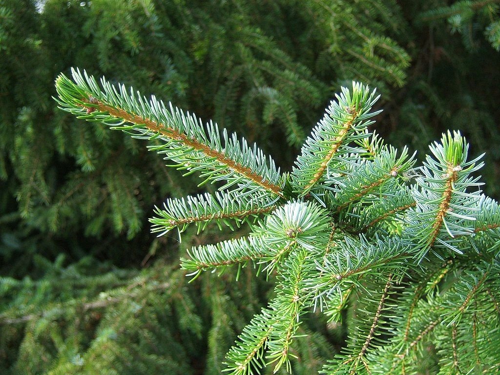 Abeto sérvio (Picea omorika)