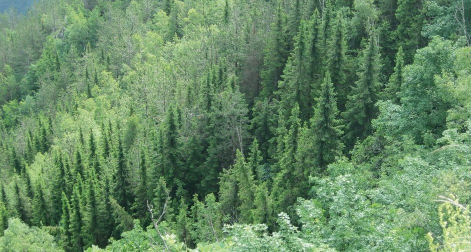 Como plantar Abeto sérvio (Picea omorika)_1