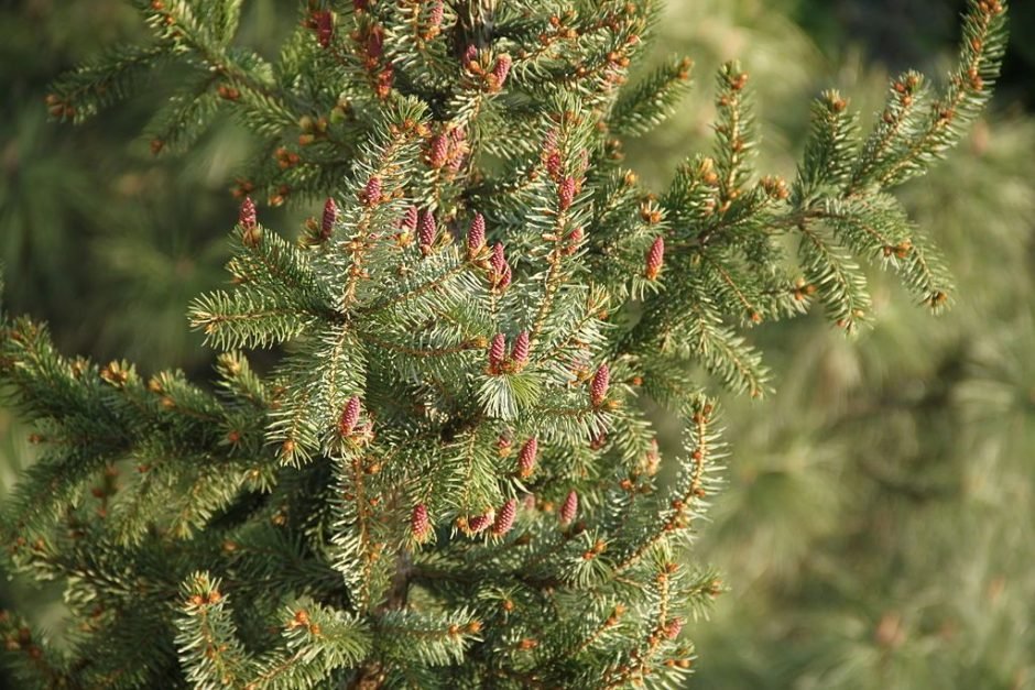 Onde plantar Abeto sérvio (Picea omorika)_2