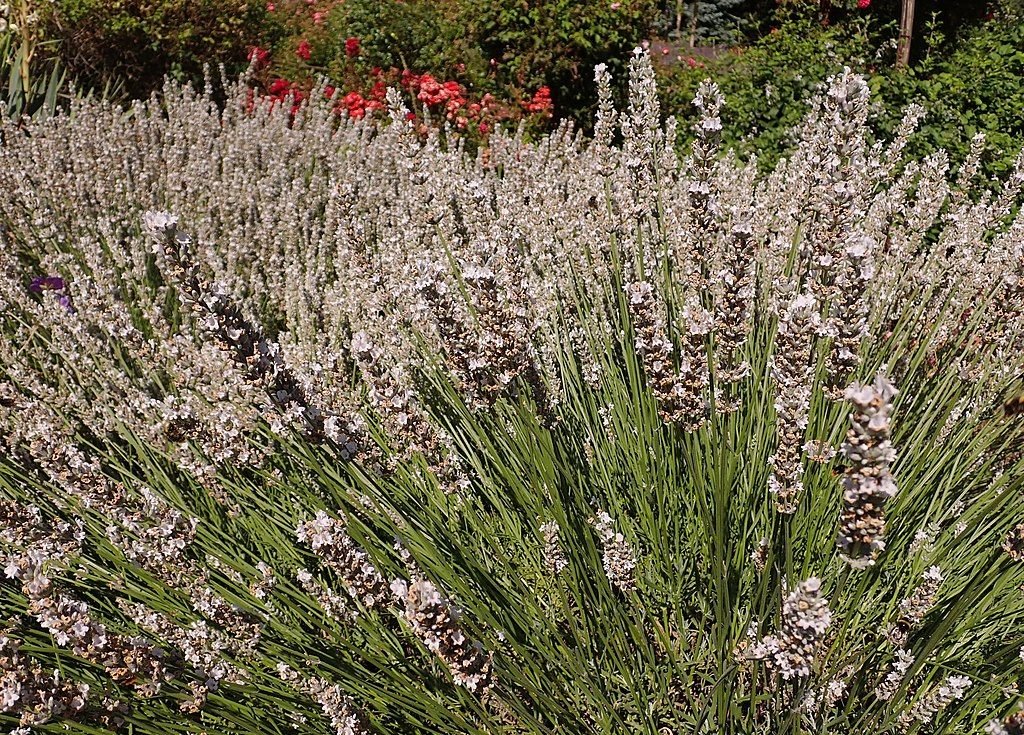 Alfazema 'Edelweiss' (Lavandula × intermedia 'Edelweiss')