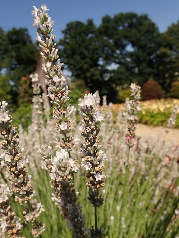 Como plantar Alfazema 'Edelweiss' (Lavandula × intermedia 'Edelweiss')_1