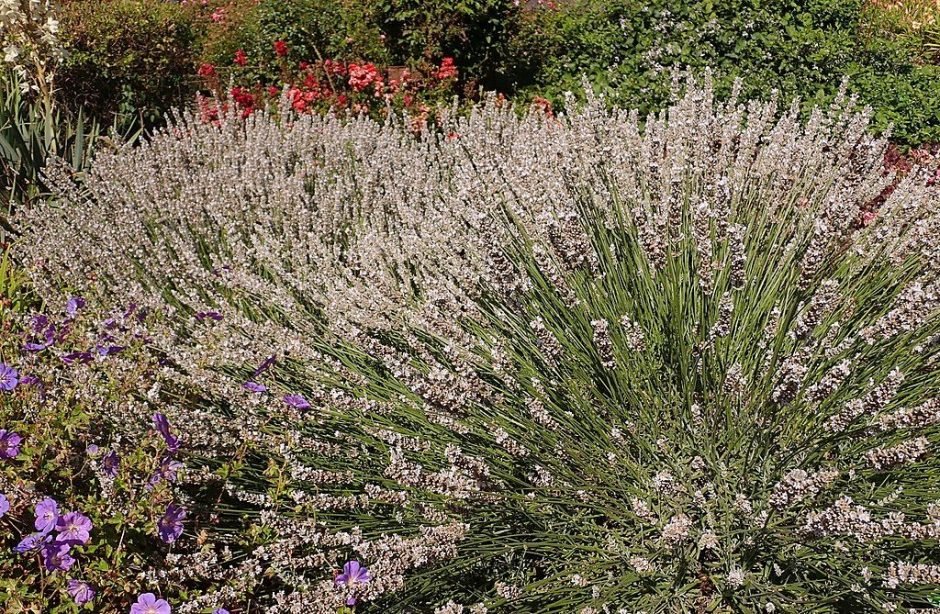 Onde plantar Alfazema 'Edelweiss' (Lavandula × intermedia 'Edelweiss')_2