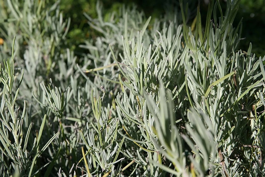 Alfazema 'Grosso' (Lavandula × intermedia 'Grosso')