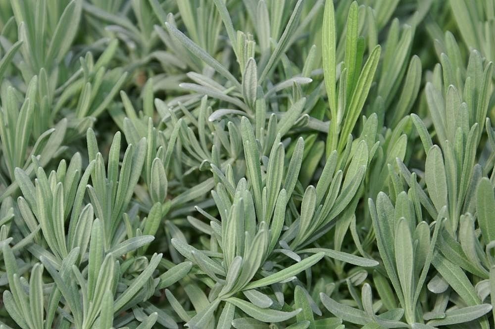 Alfazema 'Provence' (Lavandula × intermedia 'Provence')