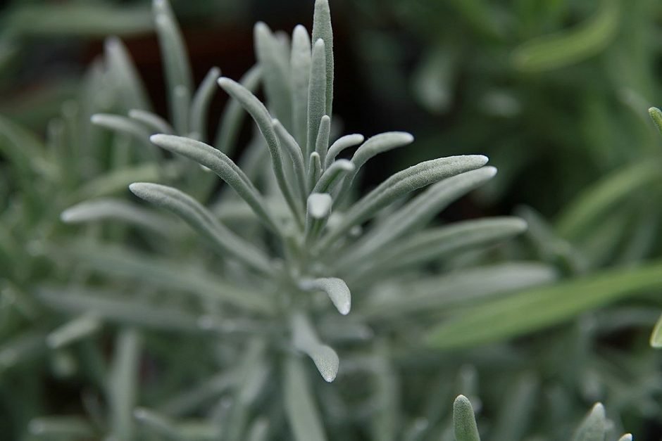 Como plantar Alfazema 'Provence' (Lavandula × intermedia 'Provence')_1