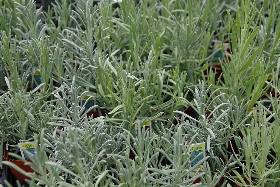 Onde plantar Alfazema 'Provence' (Lavandula × intermedia 'Provence')_2