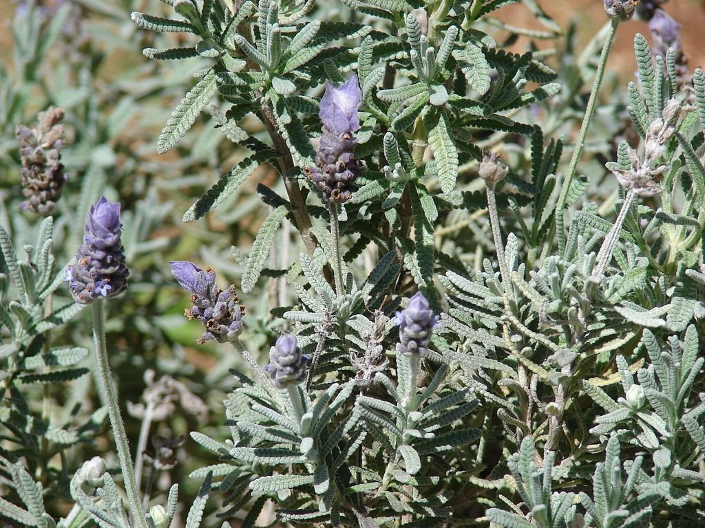 Alfazema-brava (Lavandula dentata)