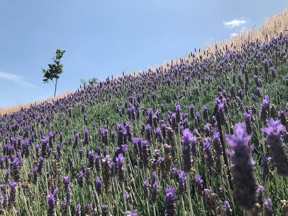 Como plantar Alfazema-brava (Lavandula dentata)_1