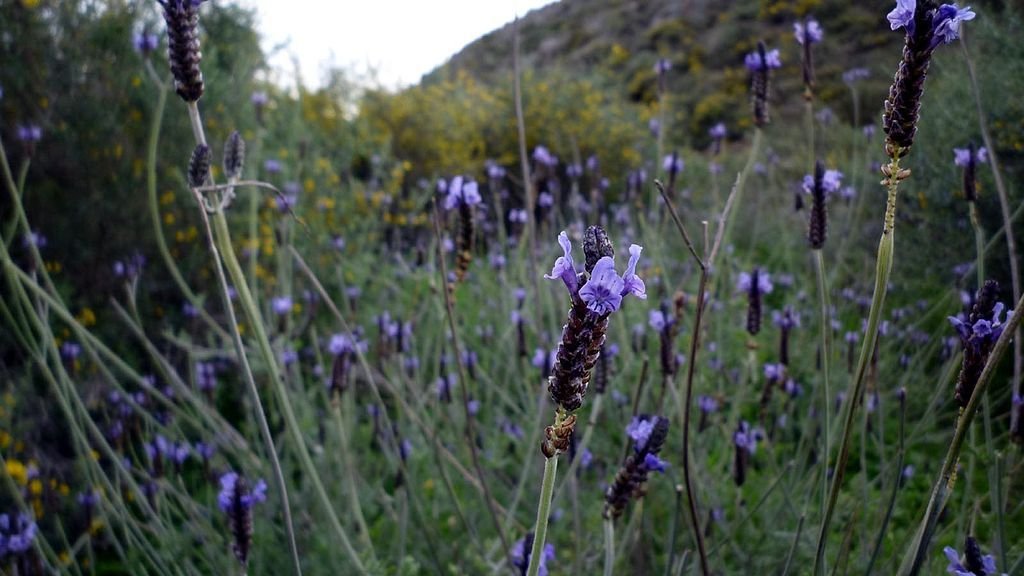 Alfazema egípcia (Lavandula multifida)