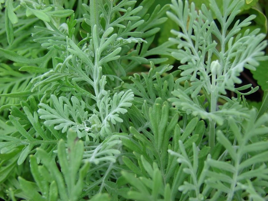 Como plantar Alfazema egípcia (Lavandula multifida)_1