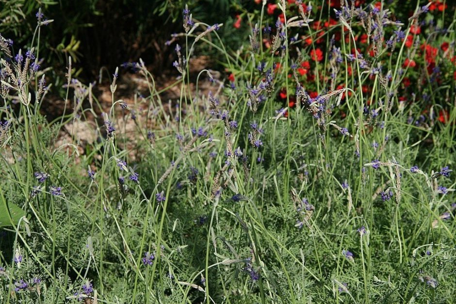 Onde plantar Alfazema egípcia (Lavandula multifida)_2