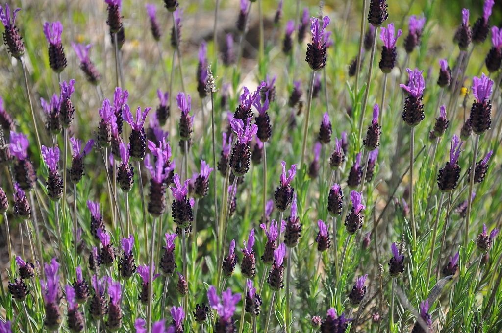 Alfazema francesa (Lavandula pedunculata subsp. pedunculata)