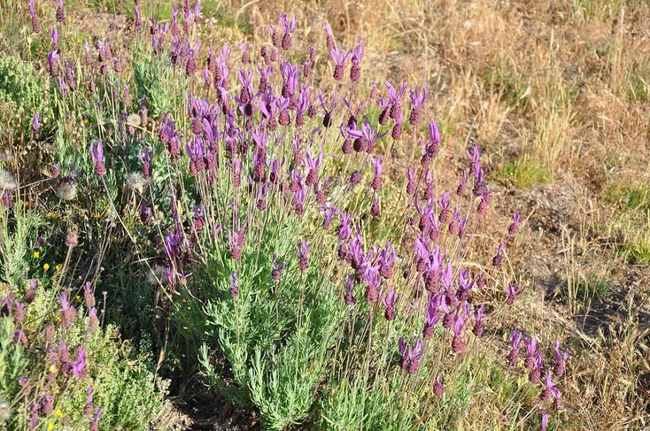 Como plantar Alfazema francesa (Lavandula pedunculata subsp. pedunculata)_1