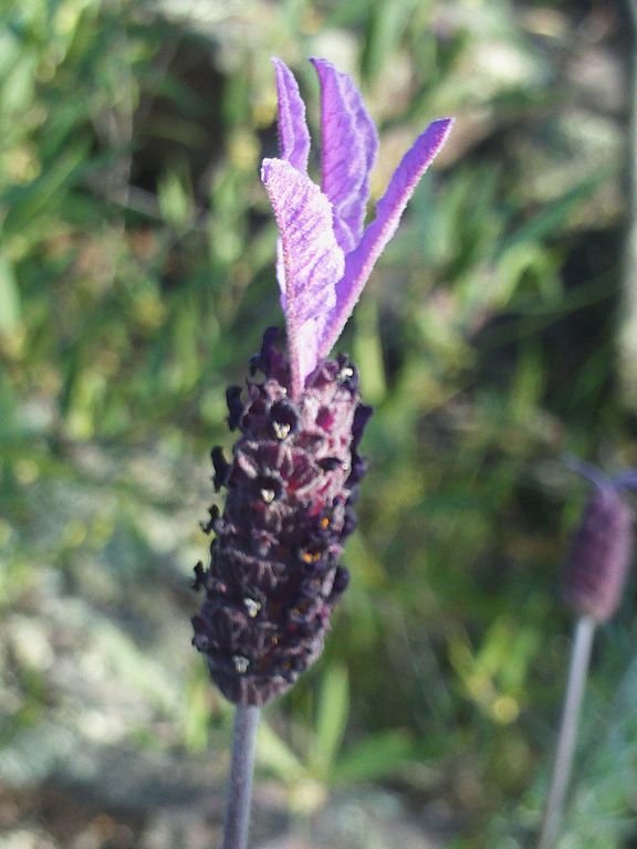 Onde plantar Alfazema francesa (Lavandula pedunculata subsp. pedunculata)_2