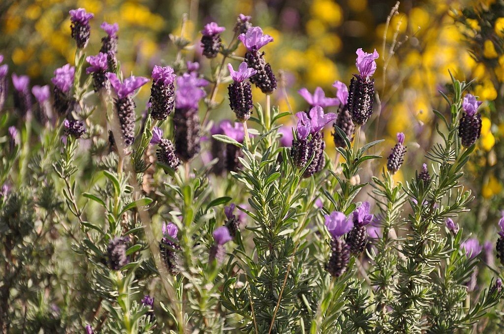 Alfazema francesa (Lavandula stoechas)