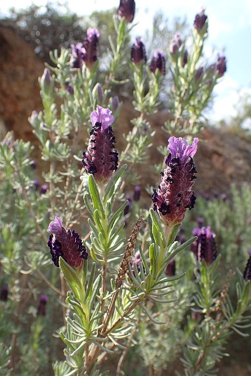 Como plantar Alfazema francesa (Lavandula stoechas)_1