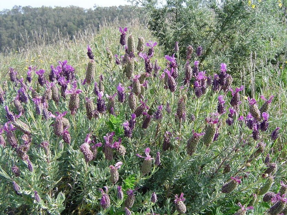 Onde plantar Alfazema francesa (Lavandula stoechas)_2
