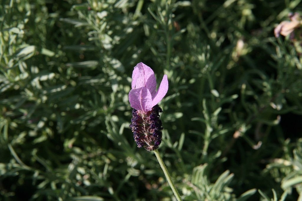 Alfazema francesa 'Willow Vale' (Lavandula 'Willow Vale')